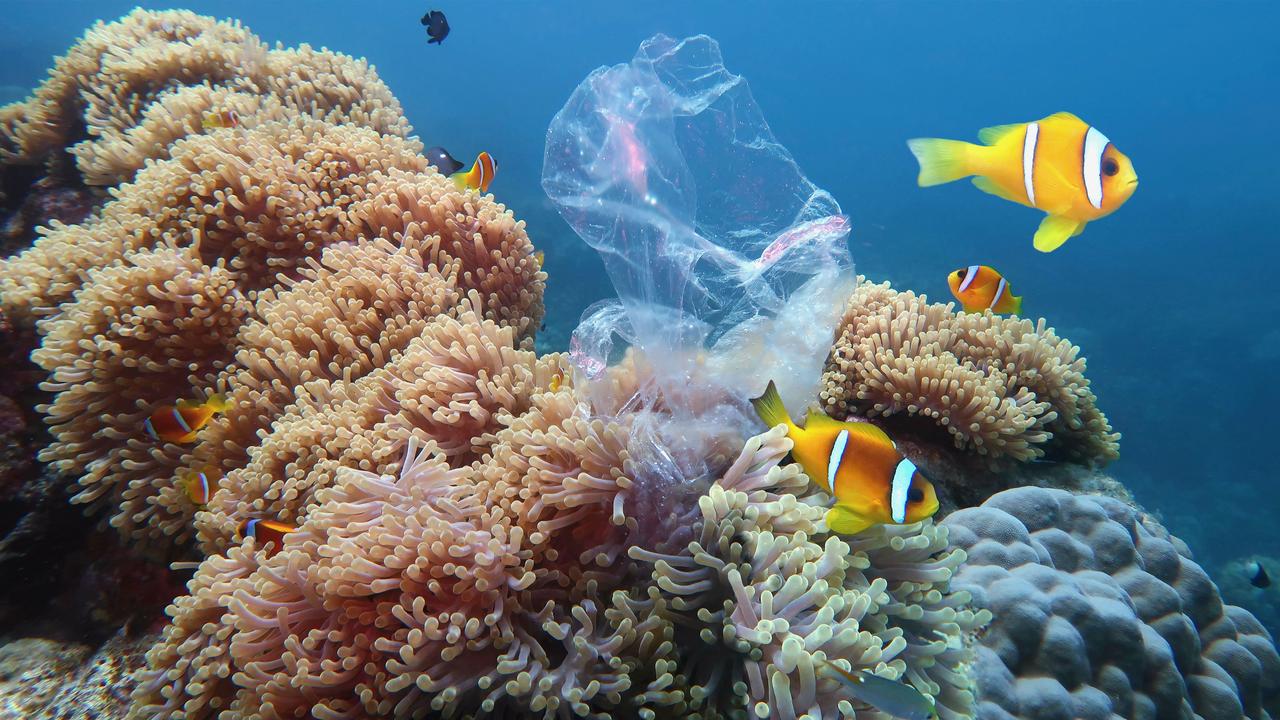 Plastic bag in coral reef. Picture: Sunday Mail