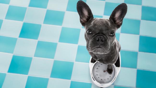 Certain dog breeds have their own specific dietary needs too. Picture: istock.