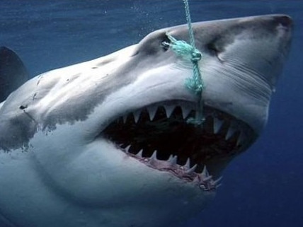 A drum line lures a shark in Cid Harbour in the Whitsundays.