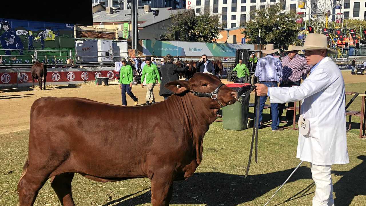 EKKA RESULTS: Stud judged are keen on Allora’s beef | The Courier Mail