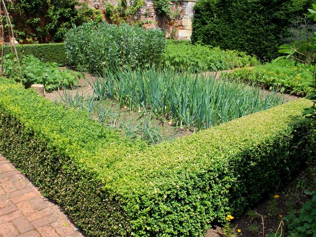 The main feature of this particular vegetable garden is the neatly clipped box hedge which edges the red brick block-paved pathway leading to the plants.