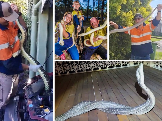 ‘I’ve been bitten 1000 times’: snake catcher reveals near death moments