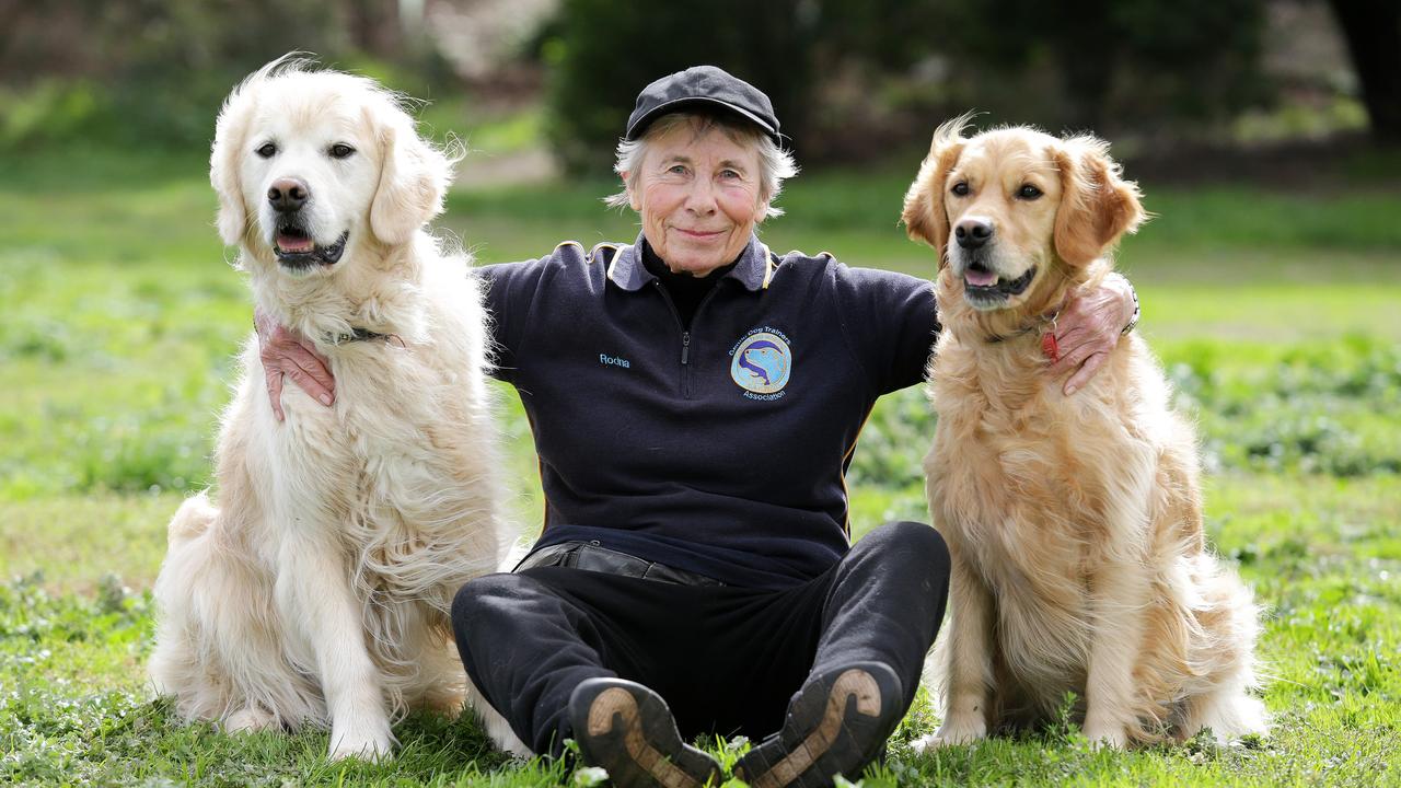 Dog Training Tips How To Teach Pet New Tricks In Quarantine Herald Sun