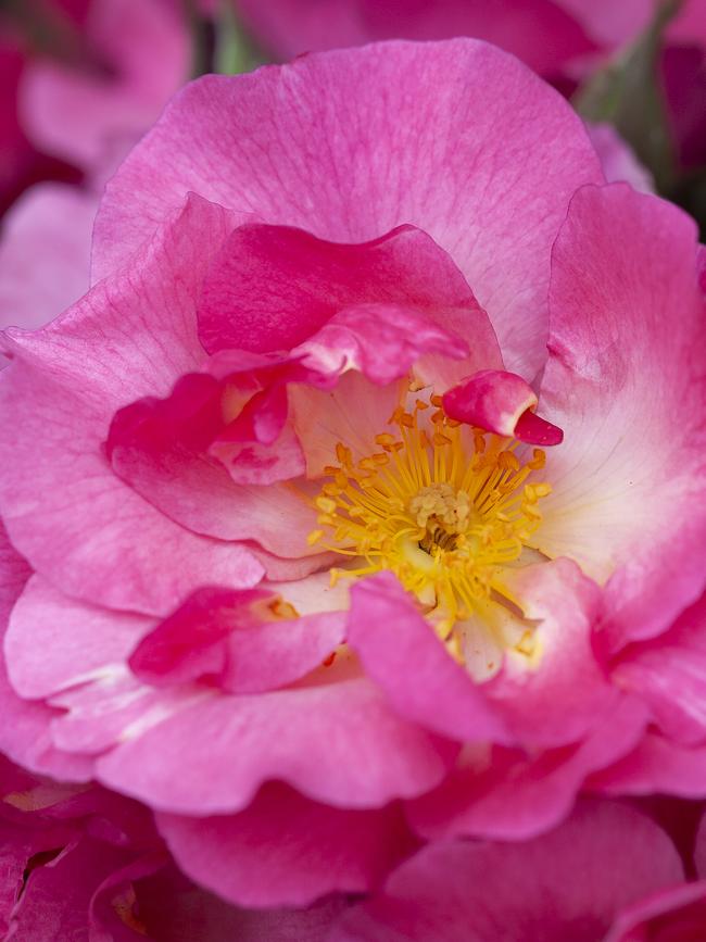 Amber's Gift: an Australian-bred floribunda rose. Proceeds donated to Australian Lions Hearing Dogs.