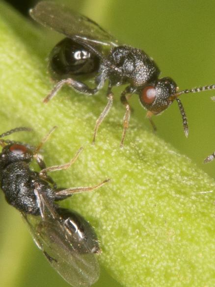 Female citrus gall wasps. Pictures: NSW DPI