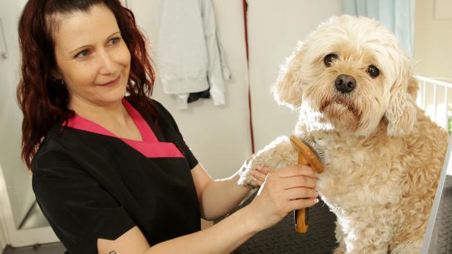 Number 5: Penella Etyngold from Pen Poochies Doggie Hairdresser, Beaumaris with Lily. Picture: Norm Oorloff