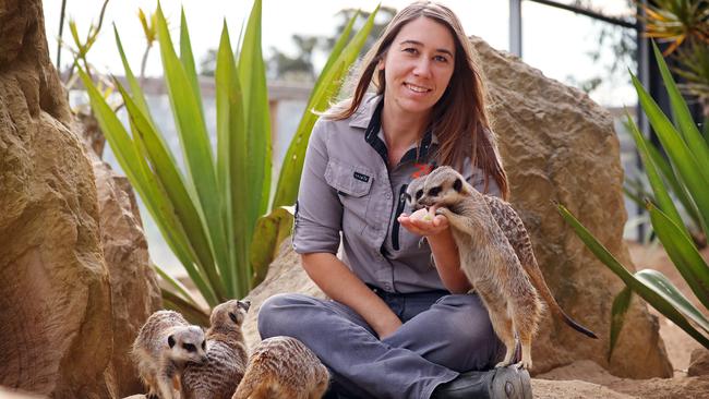 Sydney Zoo Carnivore keeper Amanda Brady pictured feeding Meerkats. Picture: Sam Ruttyn