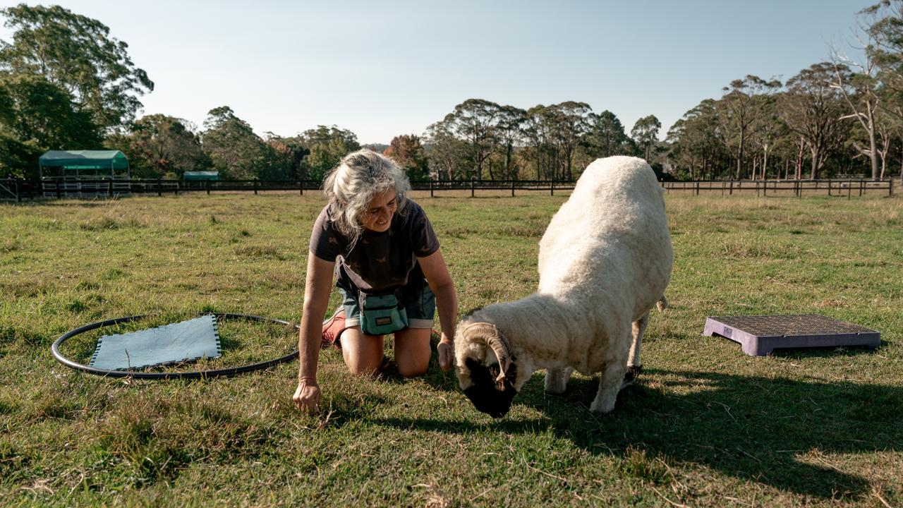 World record holder for most tricks performed by a sheep in one minute, Beanie the sheep. Picture: Guinness World Records / Mark Evans