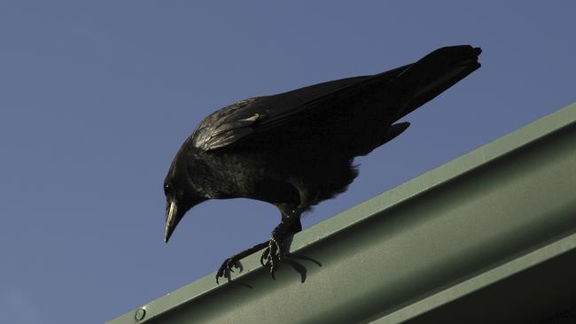 A scientist in America has conducted an experiment that suggests crows can remember the faces of people who have been mean to them, and also pass on the grudge to other crows