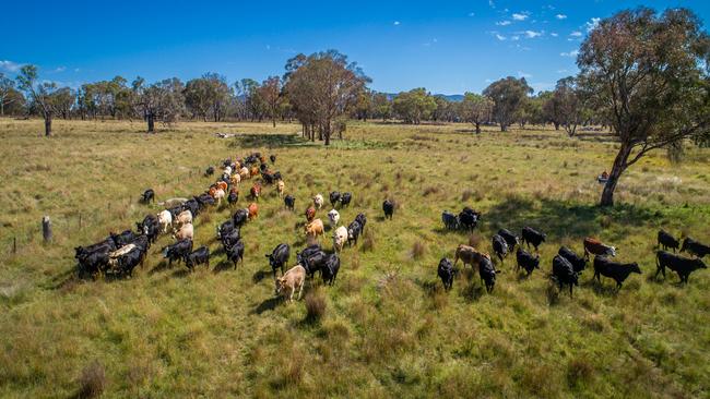 Vendor John Kennedy said Meldon Park has the capacity to carry 2300 breeding cows, turning progeny off as weaners with the potential to increase numbers with further pasture development.