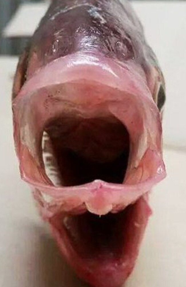 Big mouths ... In over 30 years of commercial fishing Garry said he had never seen a fish like this. Picture: Garry Warrick.