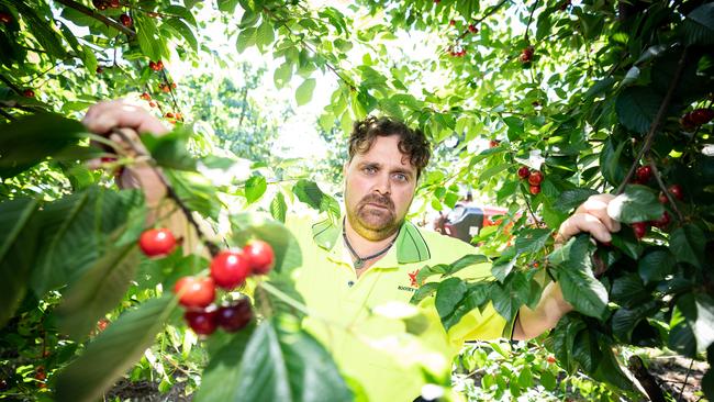 Fruit growers like Tony Siciliano from Cobram have had a tough time finding workers during the COVID period. Picture: Simon Dallinger