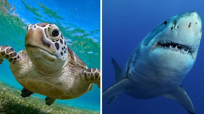 An Australian-first trial using LED lights to keep sea turtles and other marine life from getting caught in shark nets is underway across NSW beaches.