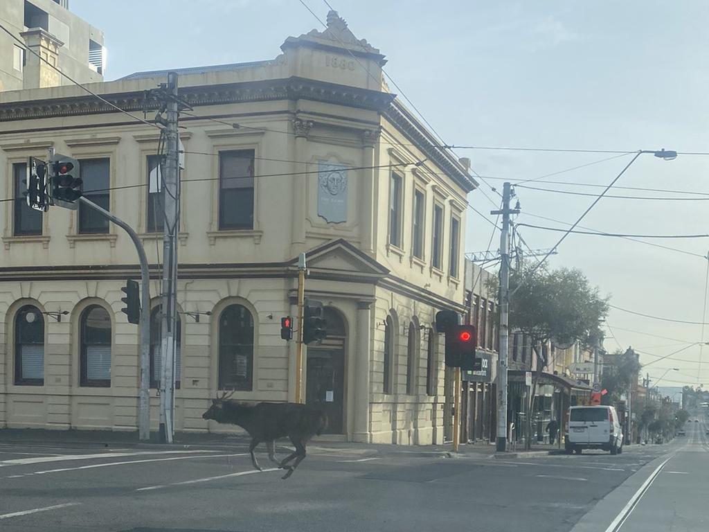 The deer was spotted roaming the streets of Fitzroy while the rest of Greater Melbourne remains in lockdown. Picture: Twitter via @AussieAusborne