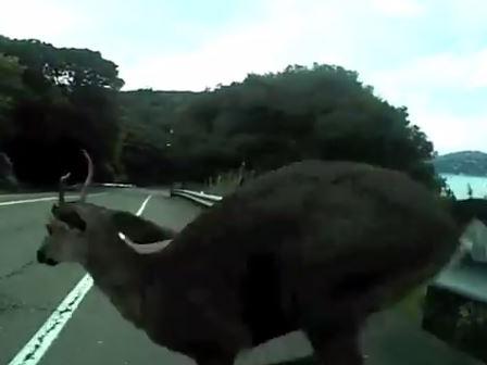 VIDEO: Cyclist hits deer at 50km/h