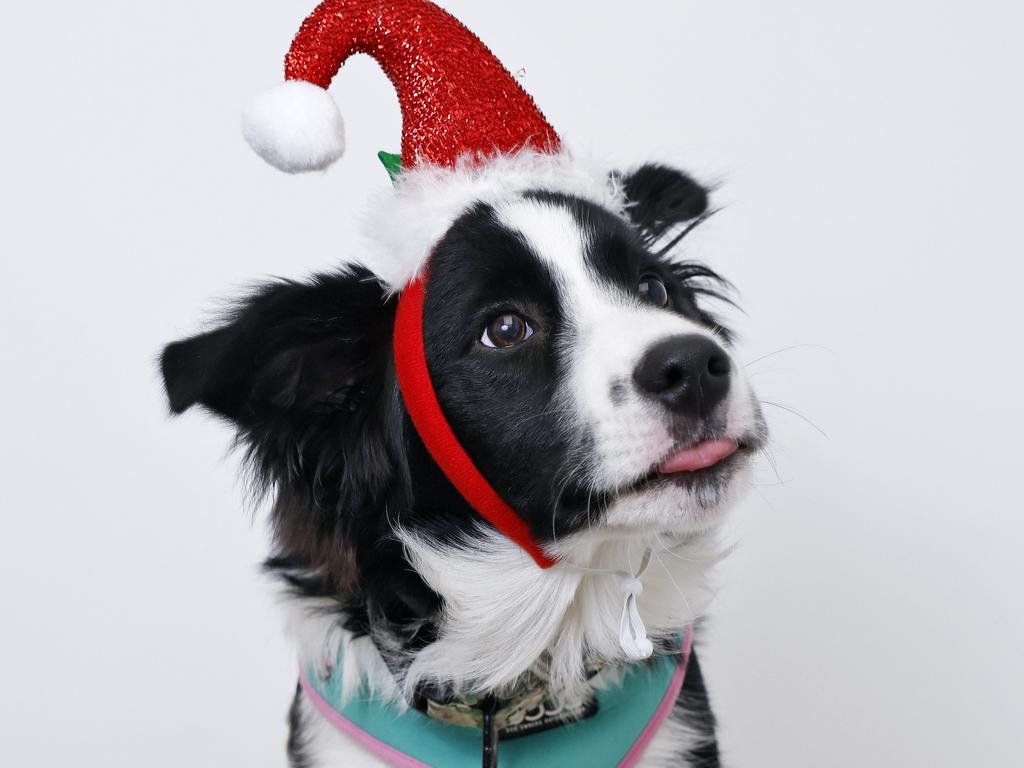 Goosey the Border Collie. Picture: Sam Ruttyn