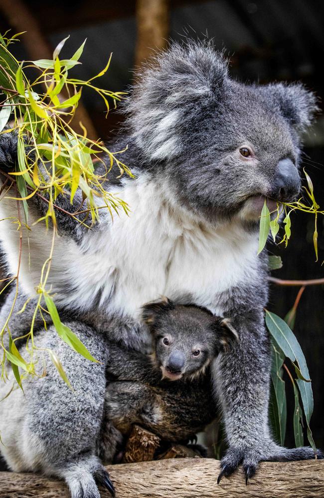 A mother koala munching on her favourite leaves. Picture: Nicole Cleary