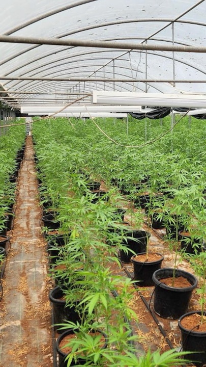 Three arrested after 5000 cannabis plants found