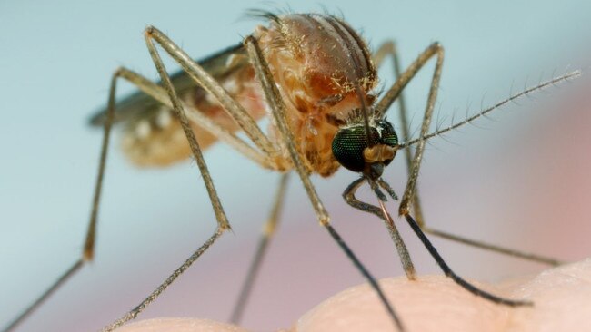 Council wants to implement a Georges River mosquito management plan.