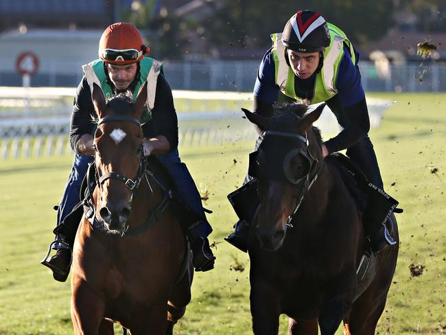 Sacred Exilir and Sacred Star. EARLY MORNING HORSE TRACKWORK at EAGLE FARM. Pic Annette Dew