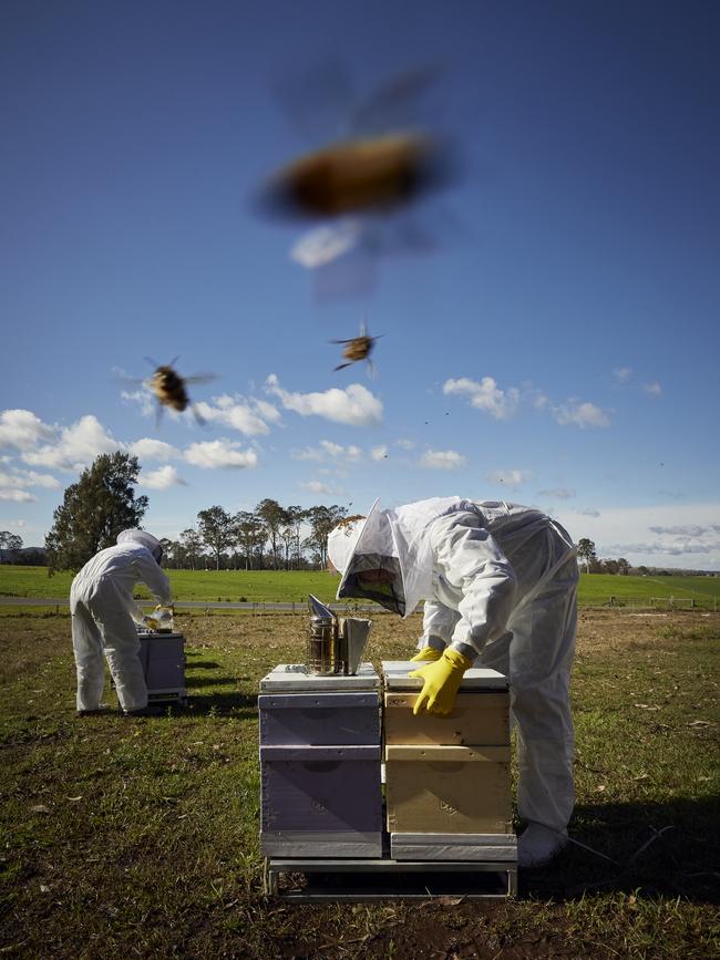 Hives being examined for varroa mite near Paterson on the NSW Central Coast. Picture: Nick Cubbin