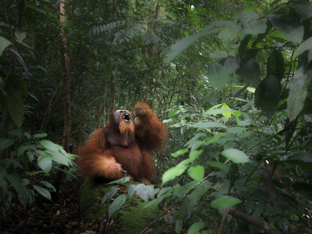 A wild Sumatran orangutan depicted in Gunung Leuser primary forest , Northern Sumatra August 2017. The image was taken during a five days trek in the mountains, deep in the heart of the national park to encounter the population of wild orangutans that inhabits the area. Unlike Bornean orangutan, Sumatran orangutan very hardly descends from trees, as tigers coexist in the same habitat. Unexpectedly, this big male proved curious to us, and decided to climb down its tree and stop a few meters from us to investigate. Picture: Marco Gaiotti, Shortlist, Open, Wildlife (Open competition), 2018 Sony World Photography Awards.