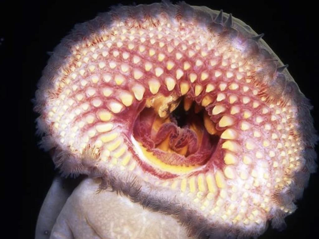 Conservationists in southeast South Australia are celebrating the rare sighting of a pouched lamprey in local waterways, considering it a positive indication of a healthy ecosystem.