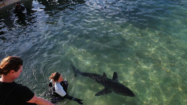 An injured great white shark that washed itself onto Manly Beach was taken to Fairy Bower ocean pool by Manly SeaLife Sanctuary staff. Picture: Toby Zerna