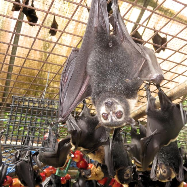 James Cook University scientists will be helping spectacled flying foxes survive heatwaves, after about one third of Australia’s population of the mammals died during hot weather in 2018. JCU’s Professor Susan Laurance will co-lead the project, funded by Australia’s National Environmental Science Program.