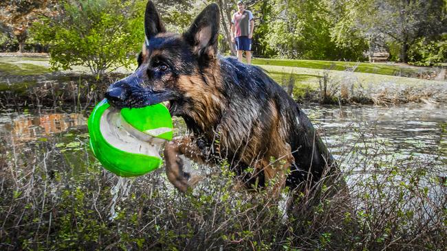 Banjo after cooling off in the dam. Picture: Nigel Hallett