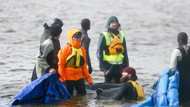 Rescuers from a range of organisations work to save some of the 470 pilot whales that became stranded in Macquarie Harbour at Strahan. Day 3. September 23, 2020. Picture: PATRICK GEE