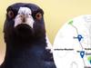 INTERACTIVE MAP: Gold Coast’s worst magpie hot spots