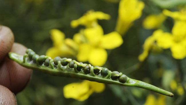 Scorpion Variety GM canola pictured on a farm in NSW.