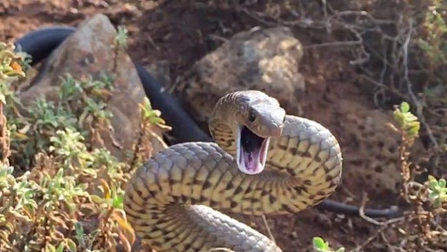 Mount Chappell Island tiger snakes have mutated, becoming massive to suit their island life.