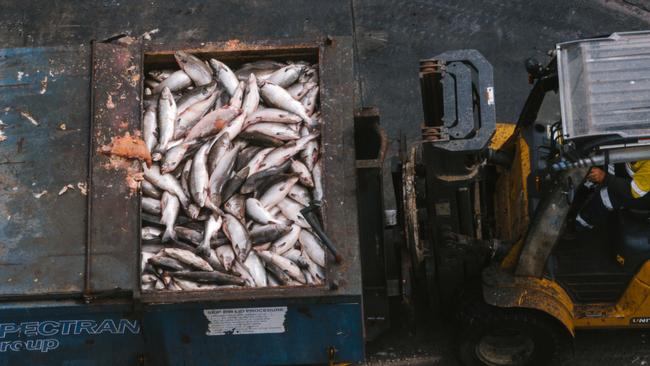 Images showing dead fish at Tasmanian aquaculture facilities supplied by the Bob Brown Foundation.