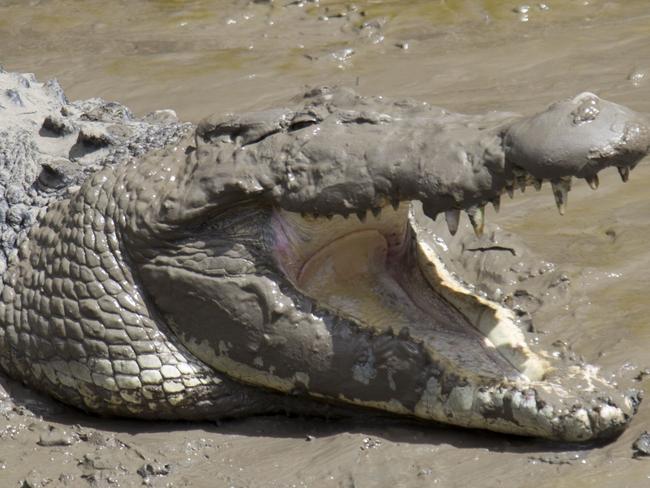 A crocodile basking on the bank of the Pioneer River. generic.