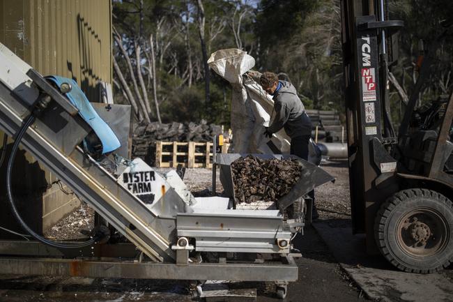 Second generation oyster farmer Dom Boyton unloads oysters for grading at his oyster farm in Millingandi, NSW. Picture by Sean Davey.