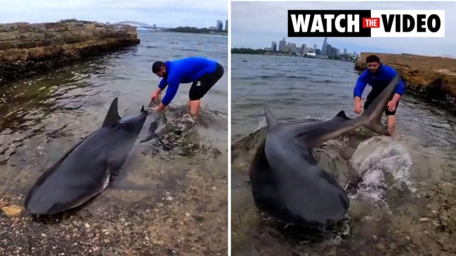 Fisherman reels in massive shark at Aussie tourist hotspot