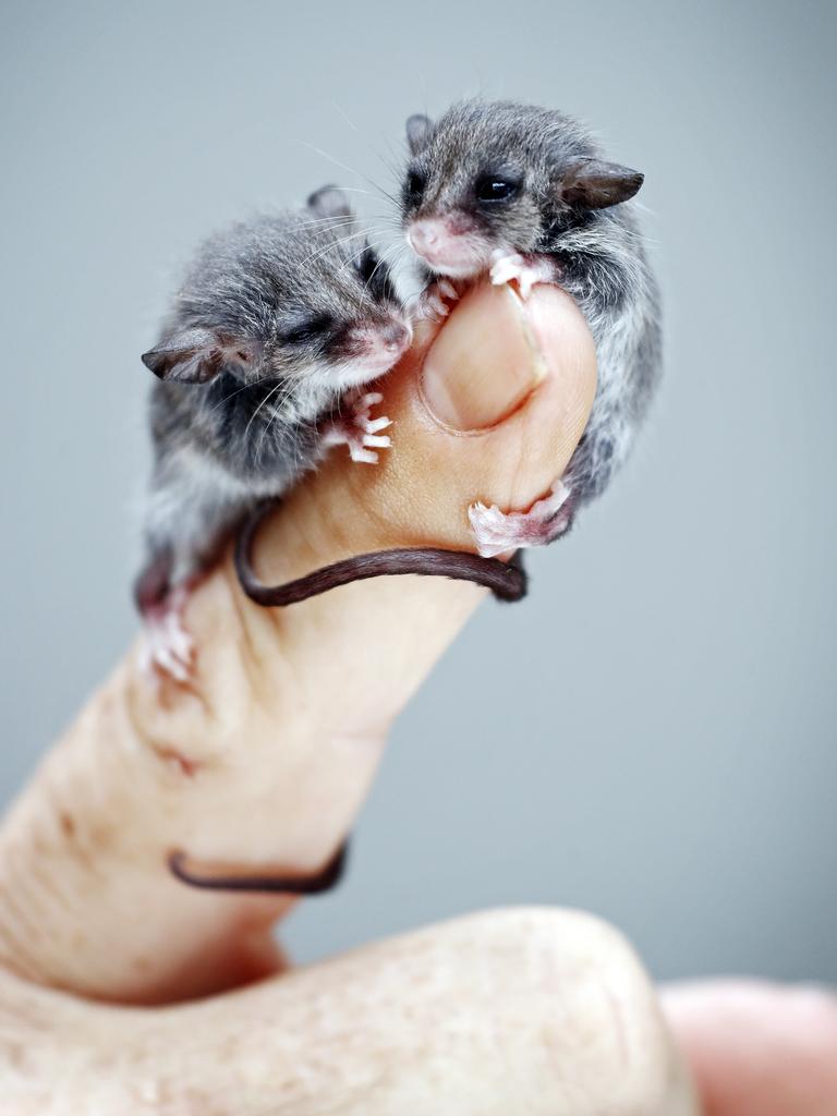 baby pygmy possum