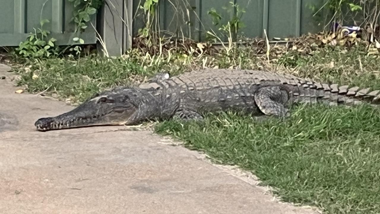 Expert Helps Relocate Cranky Crocodile Found In Fitzroy Crossing 