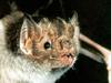 Pic of the common vampire bat shows the detail of the face and nose-leaf. The bat's heat detecting system is located on the nose-leaf. Also evident are the tips of the upper incisors, the teeth used to make the feeding wound - the bat secretes the enzyme desmoteplase to stop the blood clotting.   animals bats medical