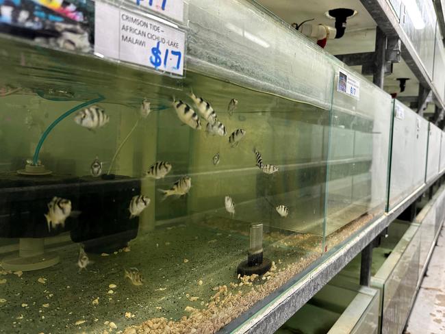 The owners of a pet and aquarium shop in Grovedale have abandoned the premises leaving fish still in the tank and a large mess. Picture: Alison Wynd