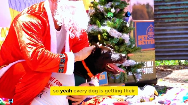 Rescue animals given hundreds of presents from ‘Santa Paws’