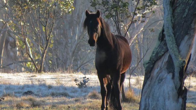 The ABA says only 80 to 100 brumbies live in the Bogong High Plains area. Picture: Phil Skeggs