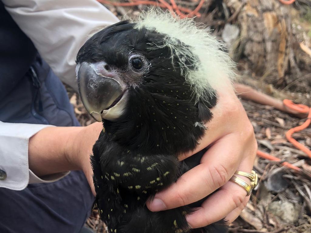 Staff from Natural Resources Kangaroo Island check the health of a glossy black-cockatoo chick. The birds are an endangered species. Picture: Supplied/ Natural Resources Kangaroo Island