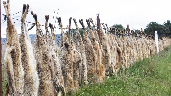 Foxes on a fence near Dobie south of Ararat. Picture: Zoe Phillips