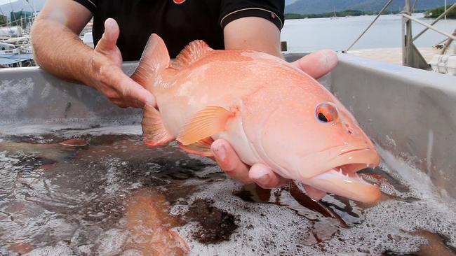 Wild caught coral trout is offered in premium restaurants in China. PICTURE: JUSTIN BRIERTY