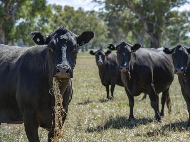 Livestock: Ross Davis and cattleRoss Davis, 74, near Benalla. Ross is selling 600 cows or all his autumn calving herd as he is stepping back a bit from a big workload at 74. PICTURED:  Ross Davis and cattlePICTURE: ZOE PHILLIPS