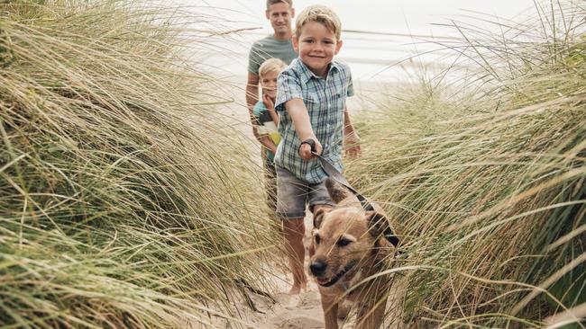 There are plenty of dog-friendly beaches across the state.