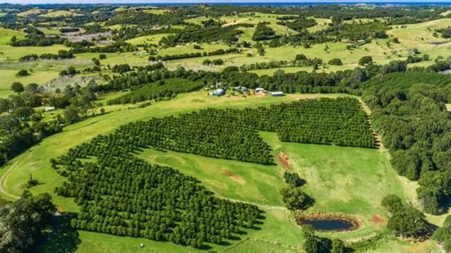 With 6000 macadamia trees, this property produces a steady income.